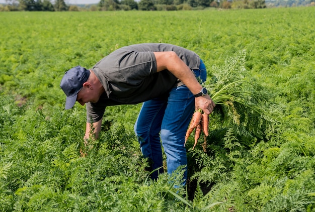 Cultiver des carottes biologiques. Carottes entre les mains d'un agriculteur. Carottes fraîchement récoltées. Récolte d'automne. Agriculture.