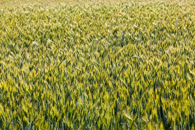 Cultiver des céréales pour nourrir la population, un domaine agricole où l'on cultive le seigle