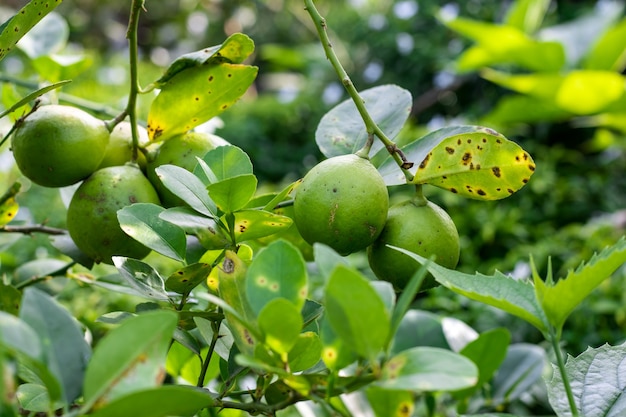 Cultiver des citrons verts biologiques sur l'arbre vue rapprochée avec mise au point sélective