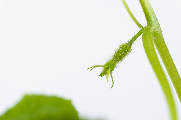 Cultiver des concombres à partir de graines Étape 8 Les premières fleurs et concombres