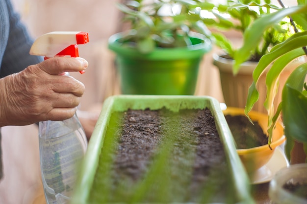 Cultiver des cultures biologiques. Planter des oignons.