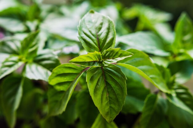 Cultiver du basilic à la maison Plantes en gros plan