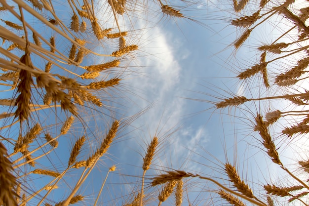 Cultiver du blé contre le ciel nuageux