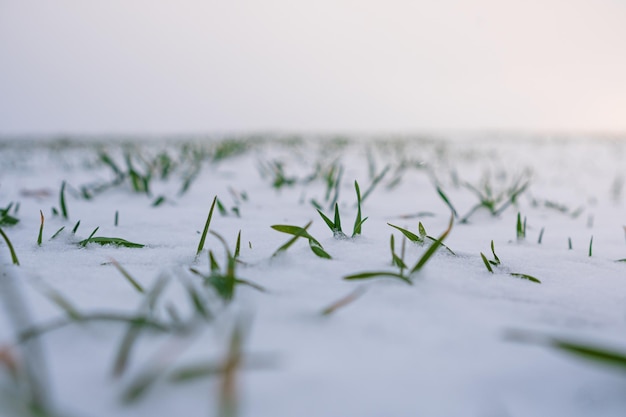 Cultiver du blé sous la neige Champ de blé recouvert de neige en hiver