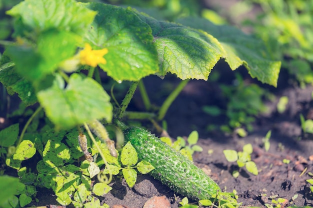 Cultiver du concombre au jardin