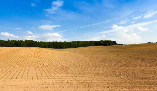 Cultiver du maïs vert