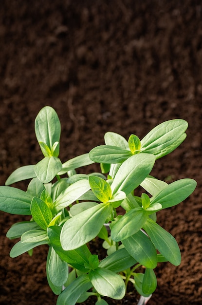 Cultiver du zinnia à partir de graines dans le jardin et dans la serre. Jeunes pousses de zinnia.