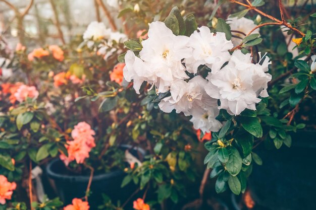 Cultiver des fleurs d'azalées en pot dans une serre