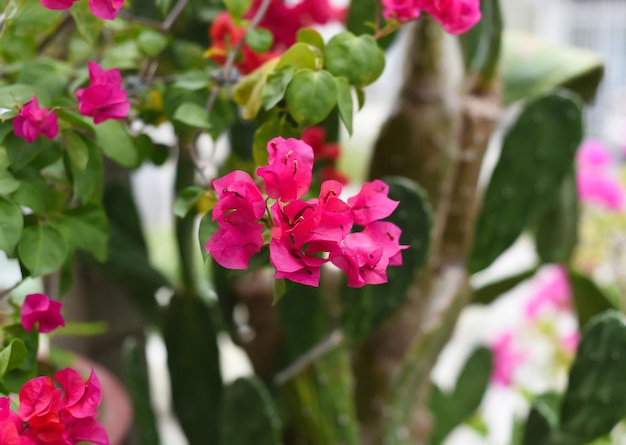 Cultiver des fleurs de bougainvilliers roses à Nha Trang Vietnam