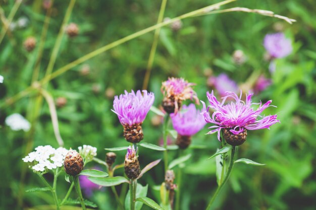 Cultiver Des Fleurs Violettes De Serratula Lycopifolia