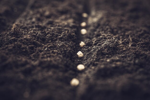 Cultiver des graines de légumes sur le sol des semences dans le concept d'agriculture de métaphore de jardin horticole Semer des graines en pleine terre