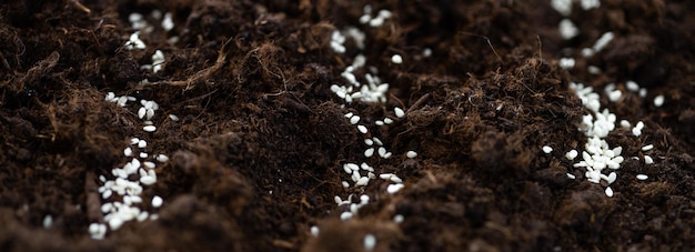 Cultiver des graines de légumes sur le sol des semences dans le concept d'agriculture de métaphore de jardin horticole