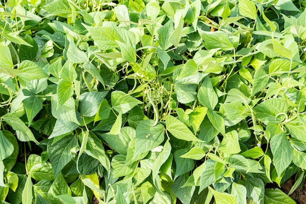 Cultiver des haricots verts dans un jardin de permaculture en été