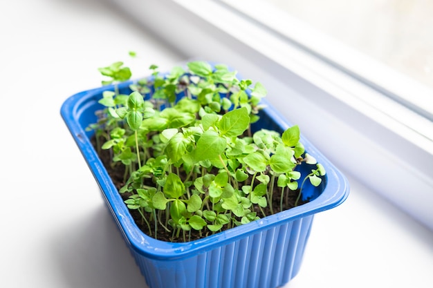 Cultiver des herbes sur le rebord de la fenêtre à la maison Jeunes pousses de basilic dans un plateau de semis libre