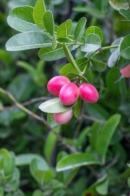 Cultiver de jeunes fruits carissa carandas sur une branche dans le jardin