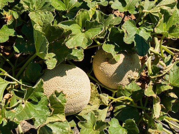 Cultiver des légumes biologiques à la ferme à Rocky Ford, Colorado.