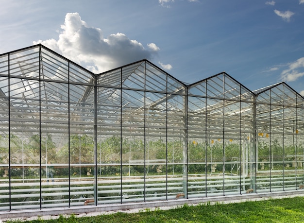 Cultiver des légumes dans des serres