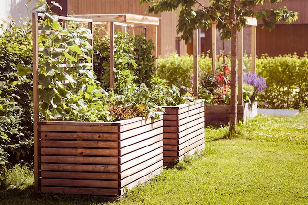 Cultiver des légumes frais et des herbes dans un lit surélevé de jardin. Culture de légumes frais dans des plates-bandes surélevées