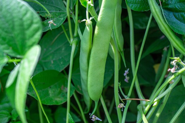 Cultiver des légumes. Haricot vert dans un jardin.