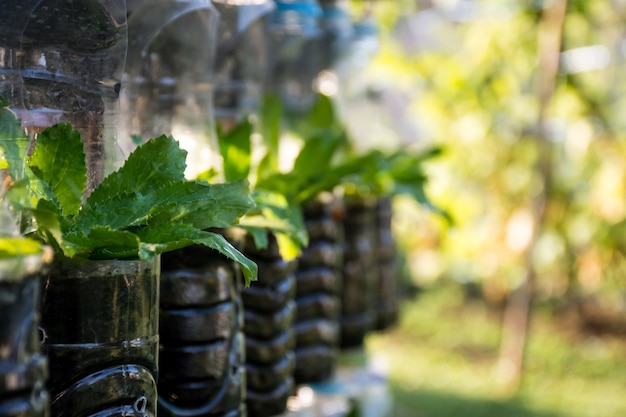 Cultiver des légumes (persil ou culantro) dans des bouteilles en plastique usagées