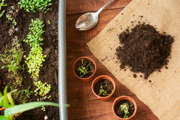 Cultiver des légumes de vos propres mains à la maison. Un produit écologique cultivé à la maison. Mini-jardin de soins à domicile