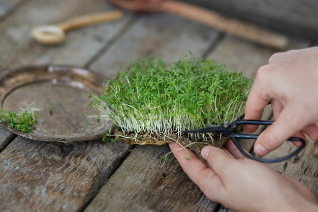 Cultiver des micro-verts à la maison Mains coupant des pousses de salade de cresson frais sur du bois rustique