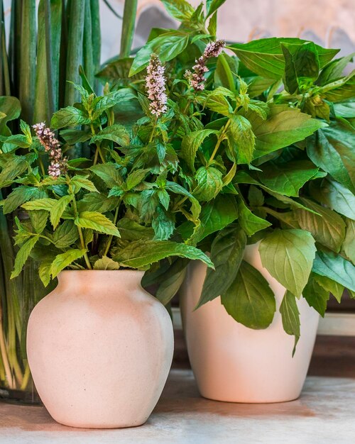 Cultiver des micro-verts pour la nourriture Herbes fraîches aliments sains végétariens