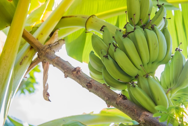 Cultiver de nombreuses bananes vertes lors d&#39;une journée ensoleillée