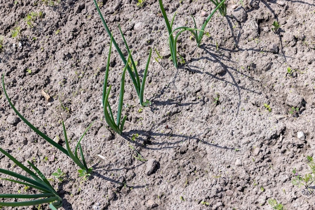 Cultiver des oignons verts dans le champ