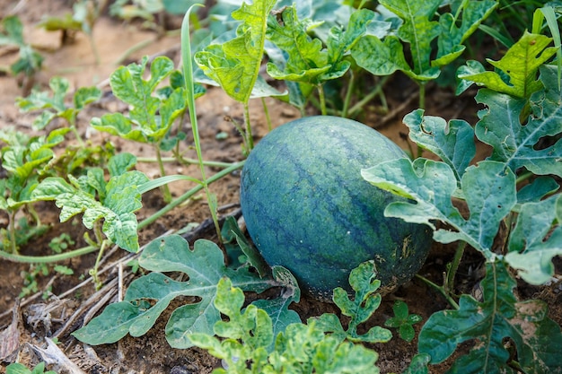 Cultiver la pastèque dans le champ