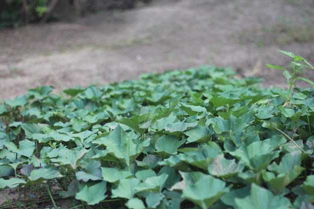 Cultiver la patate douce dans le jardin patate douce