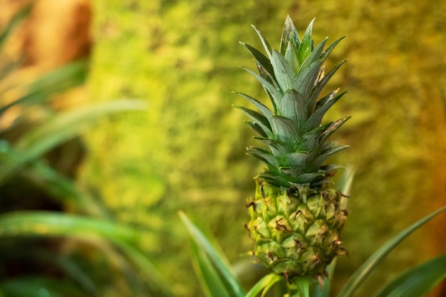 Cultiver un petit ananas dans une serre tropicale.