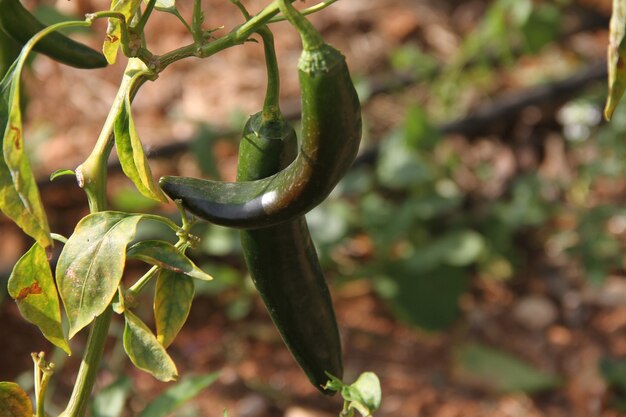 Cultiver des piments dans le jardin