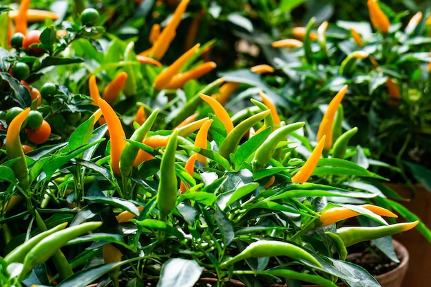 Cultiver des piments jaunes dans le jardin