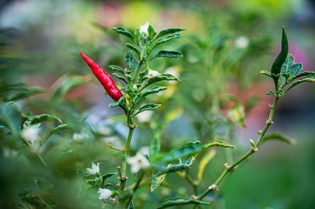 Photo cultiver des piments. piment ornemental.