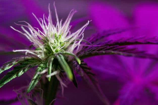 Cultiver une plante de cannabis