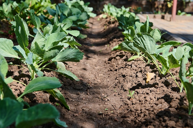 Cultiver une plante entière de chou sur un lit de jardin en plein air Cultiver des légumes biologiques dans une ferme écologique