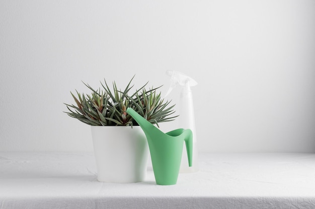 Cultiver une plante d'intérieur dans un pot de fleurs