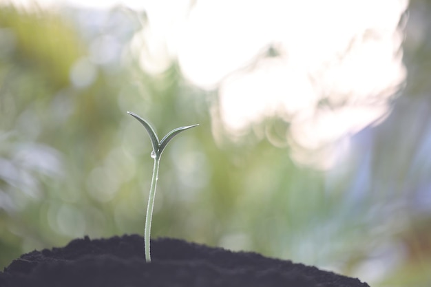 Cultiver une plante à la lumière naturelle