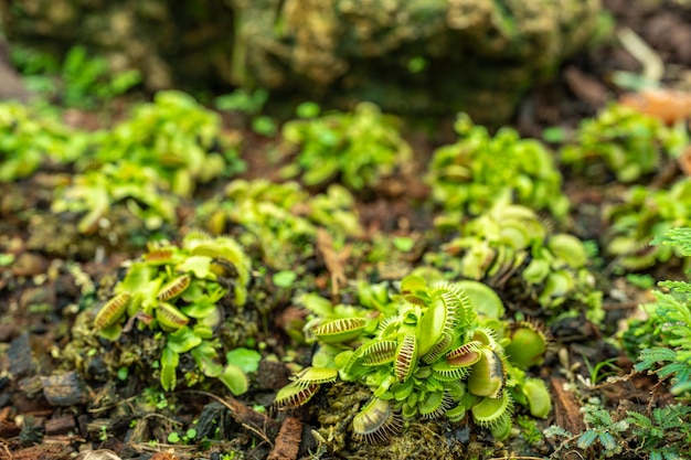 Cultiver la plante Venus Flytraps au sol.