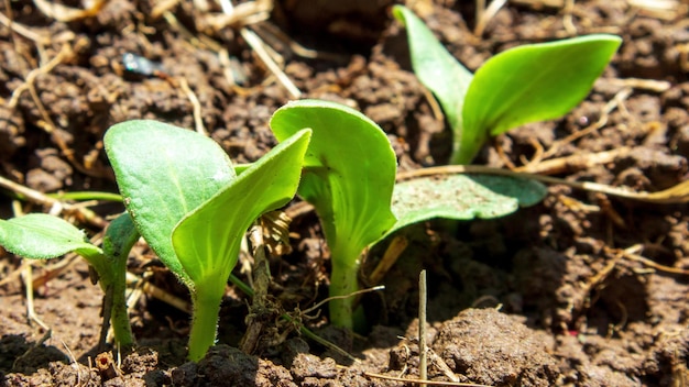 Cultiver des plantes au printemps Timelapse germe la germination dans l'agriculture à effet de serre