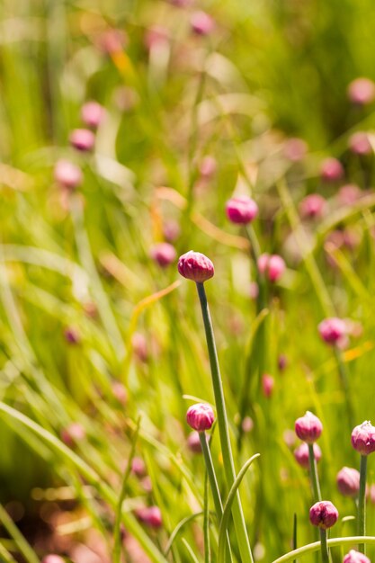 Cultiver des plantes comestibles localement.