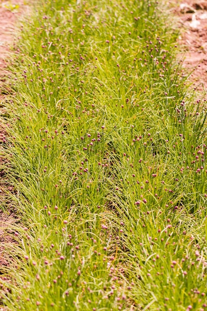 Cultiver des plantes comestibles localement.