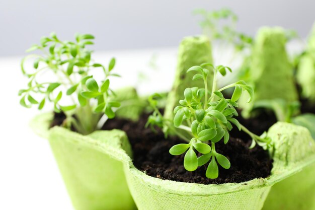 Cultiver des plantes dans une boîte à œufs façon créative de faire pousser des plantes