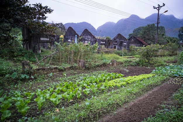 Cultiver des plantes dans un vieux village abandonné