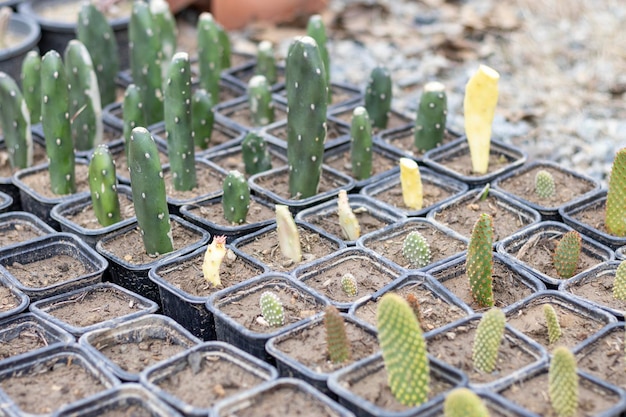 Cultiver des plantes d'opuntia à partir de la coupe