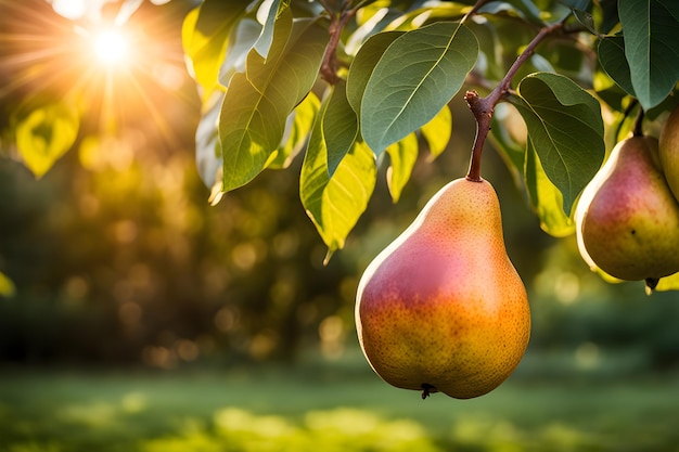 cultiver des poires dans le jardin