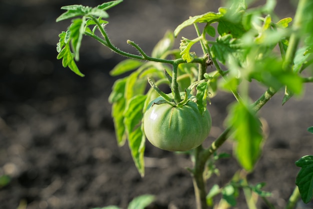 Photo cultiver des tomates dans le jardin en plein air, des buissons de tomates avec des tomates vertes sur les branches.