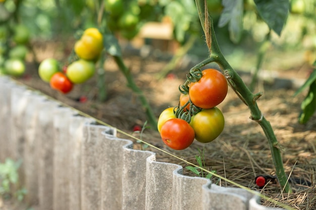 Cultiver des tomates dans des plates-bandes hautes à l'intérieur d'une serre