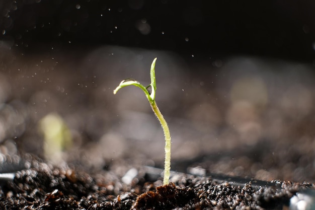 Photo cultiver des tomates à partir de graines étape par étape étape 5 arroser la première pousse